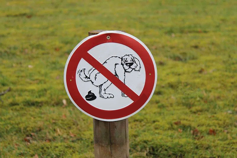 ६४ वर्ष पछि फेला पर्यो अनौठो चरा, आधा मानिस, आधा पंक्षी !