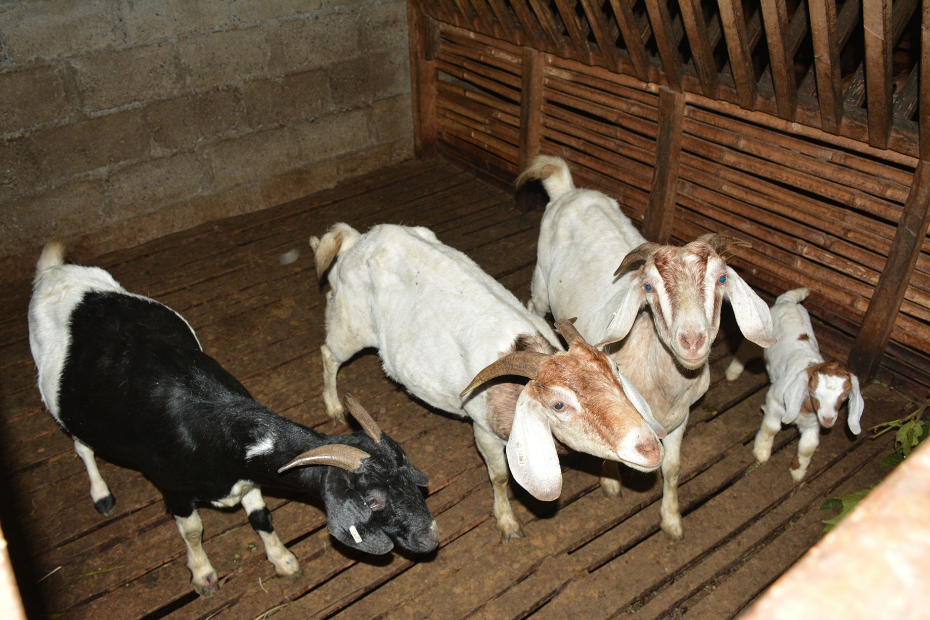 ६४ वर्ष पछि फेला पर्यो अनौठो चरा, आधा मानिस, आधा पंक्षी !