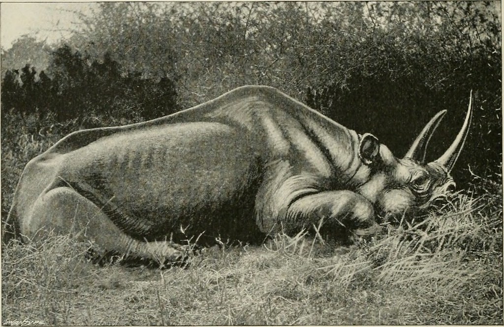 ६४ वर्ष पछि फेला पर्यो अनौठो चरा, आधा मानिस, आधा पंक्षी !