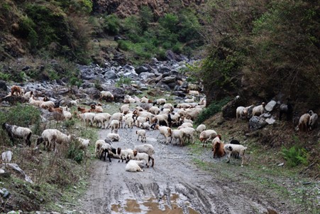६४ वर्ष पछि फेला पर्यो अनौठो चरा, आधा मानिस, आधा पंक्षी !