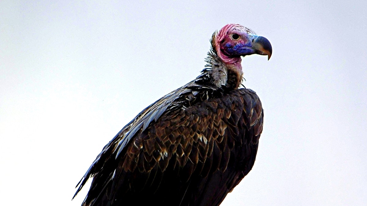 ६४ वर्ष पछि फेला पर्यो अनौठो चरा, आधा मानिस, आधा पंक्षी !