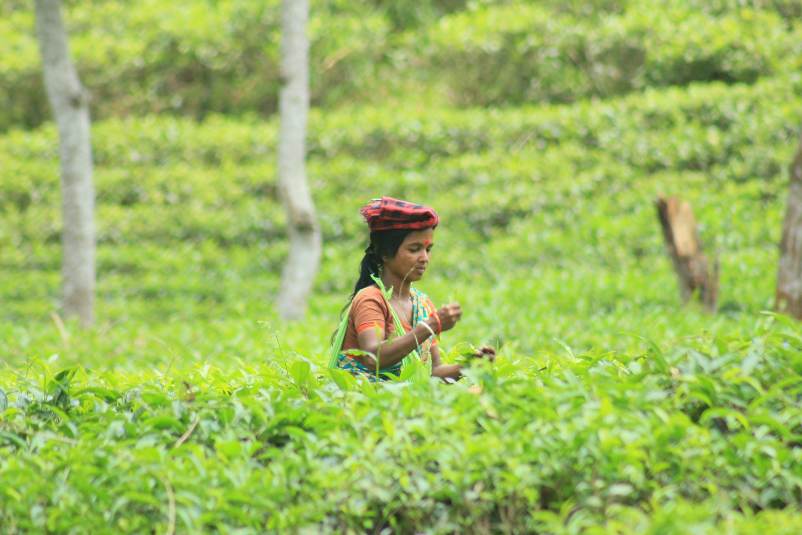 ६४ वर्ष पछि फेला पर्यो अनौठो चरा, आधा मानिस, आधा पंक्षी !