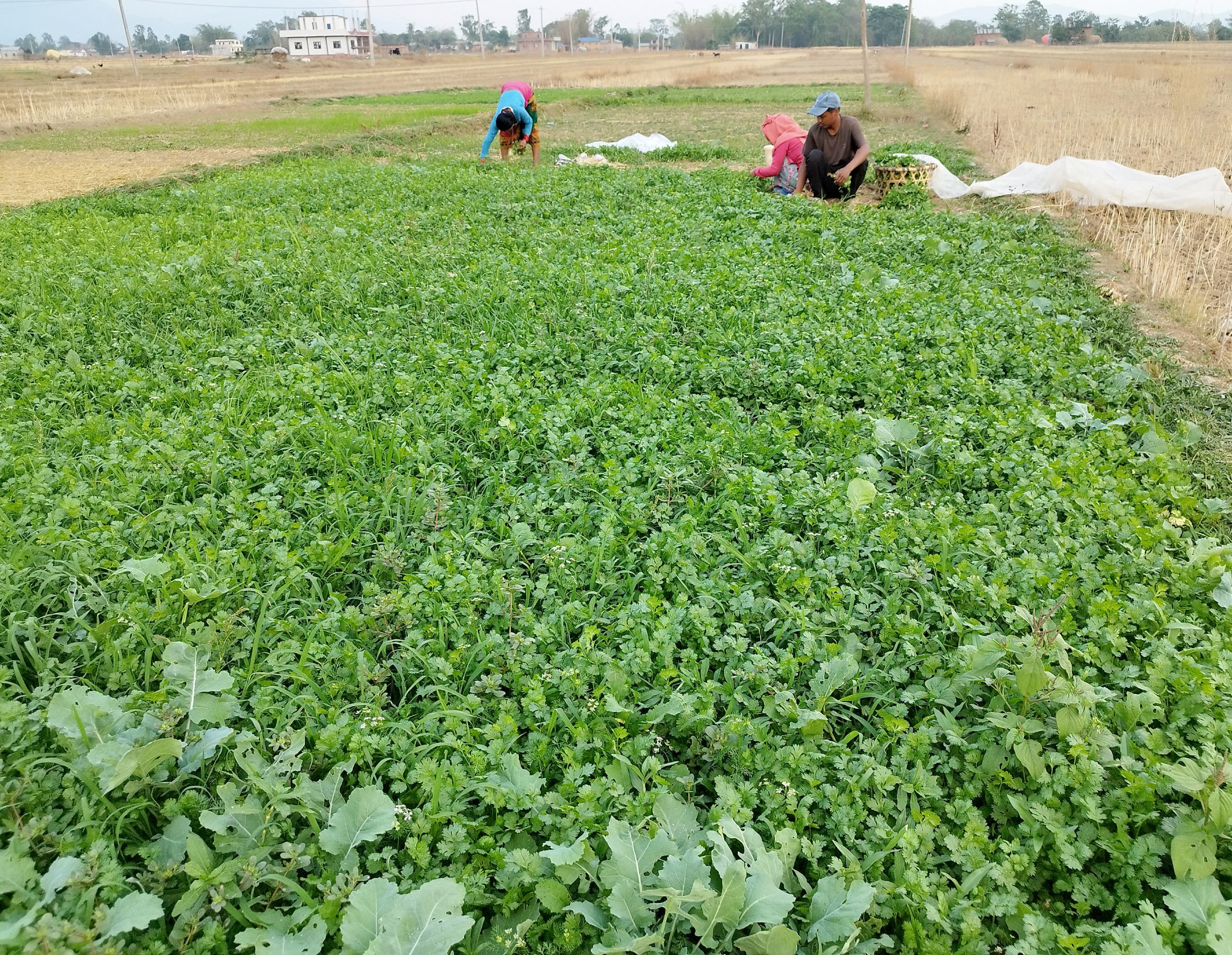 ६४ वर्ष पछि फेला पर्यो अनौठो चरा, आधा मानिस, आधा पंक्षी !