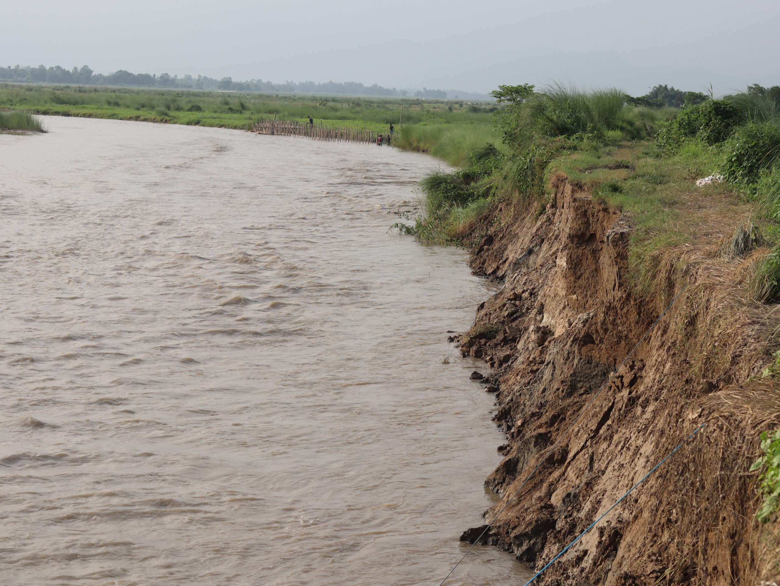 ६४ वर्ष पछि फेला पर्यो अनौठो चरा, आधा मानिस, आधा पंक्षी !